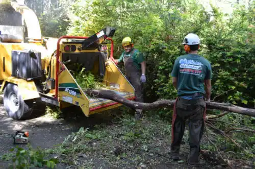 tree services Lindcove